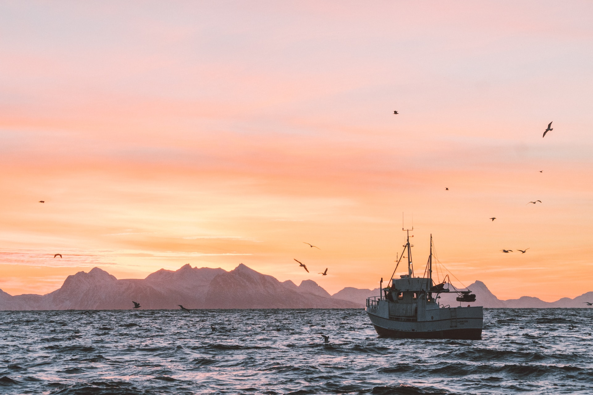 AI tjenesten som gir prognoser på hvor fisken befinner seg